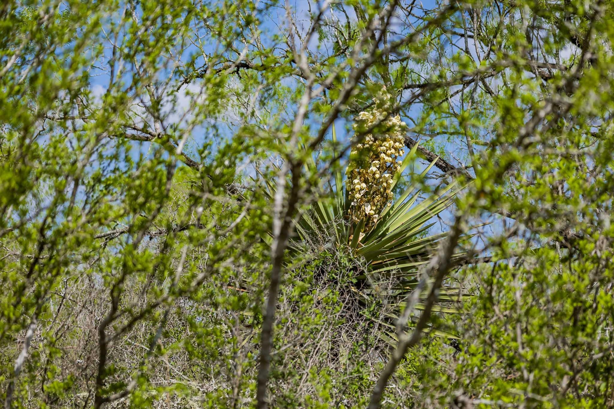 0 Bluntzer Road Jourdanton, TX 78026 - Photo 26 of 30 a view of a tree