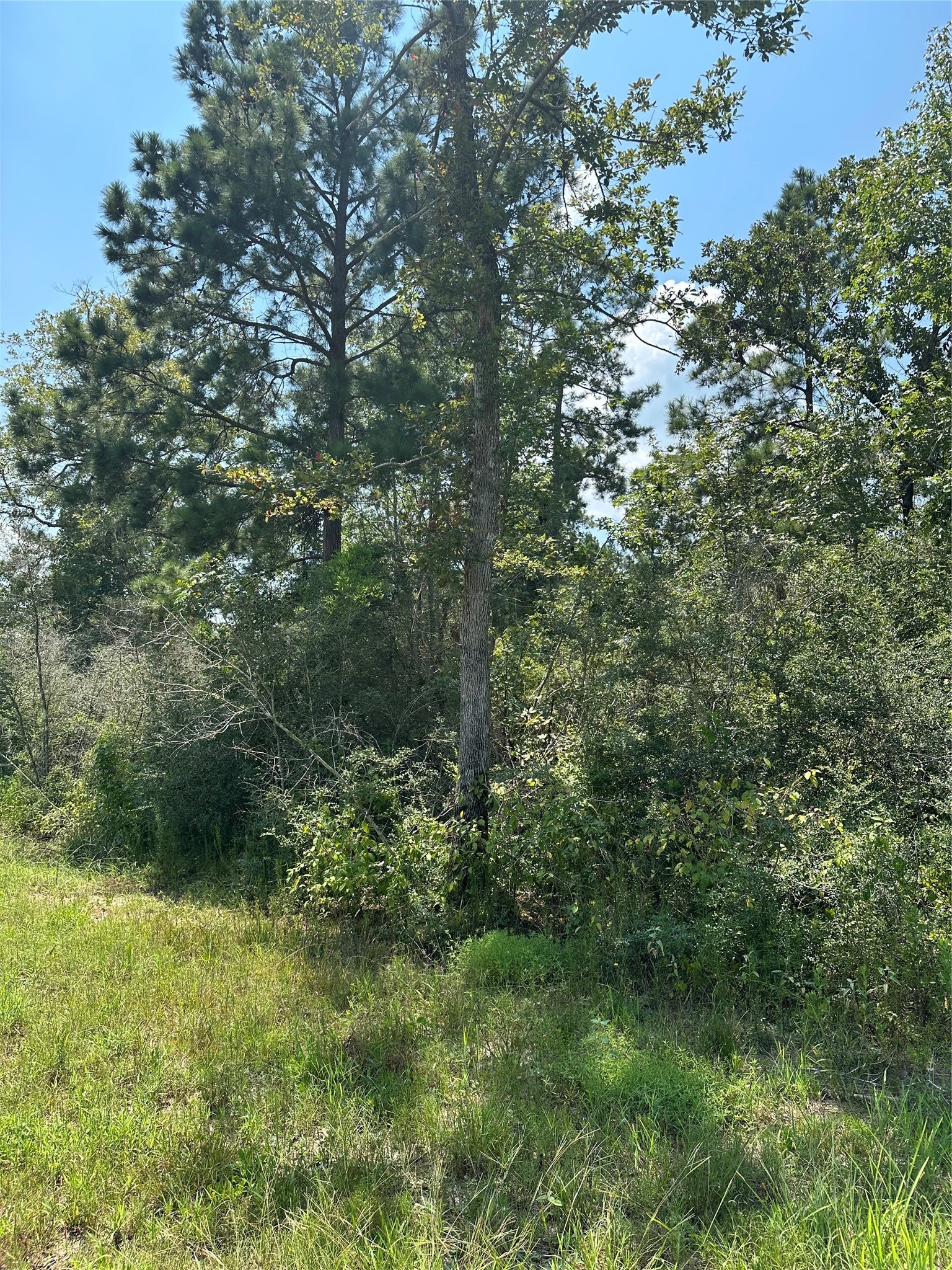 377 Exploration Road New Waverly, TX 77358 - Photo 5 of 7 a view of a lush green forest