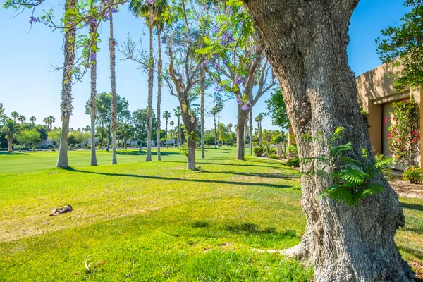 a view of a park with large trees