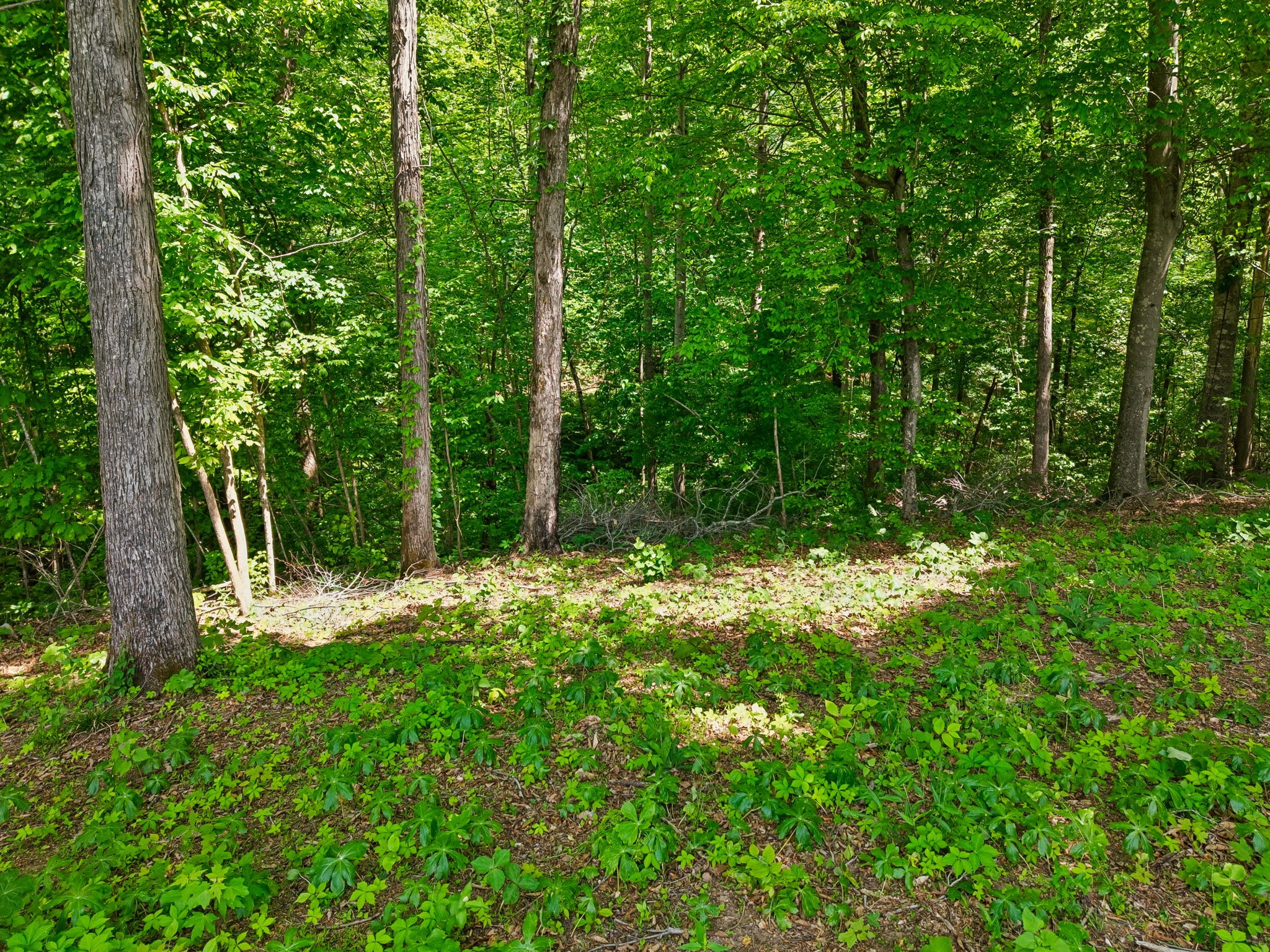 0 Casparis Road Columbia, TN 38401 - Photo 12 of 22 a backyard of a house with lots of green space