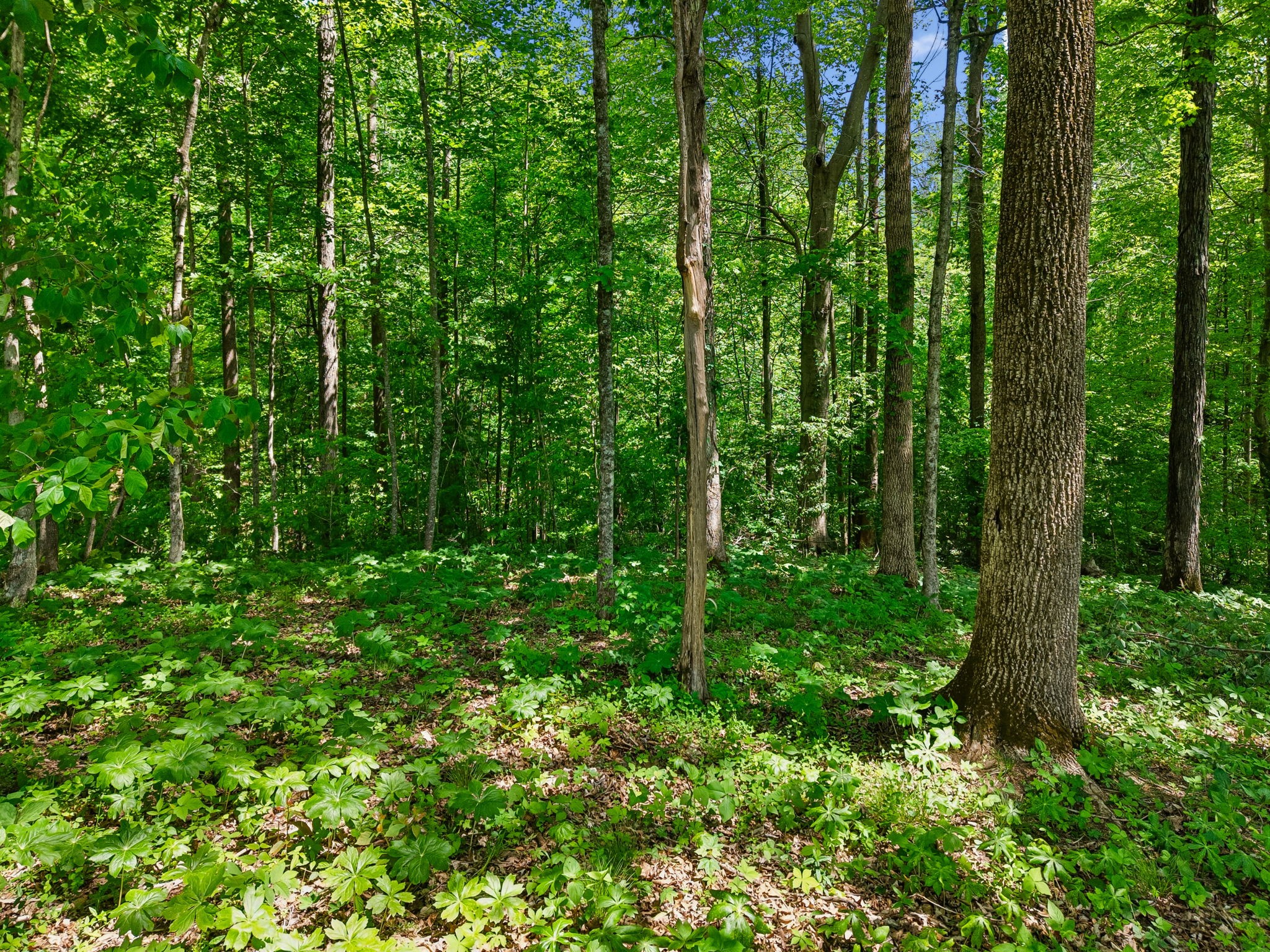 0 Casparis Road Columbia, TN 38401 - Photo 17 of 22 a view of a lush green forest