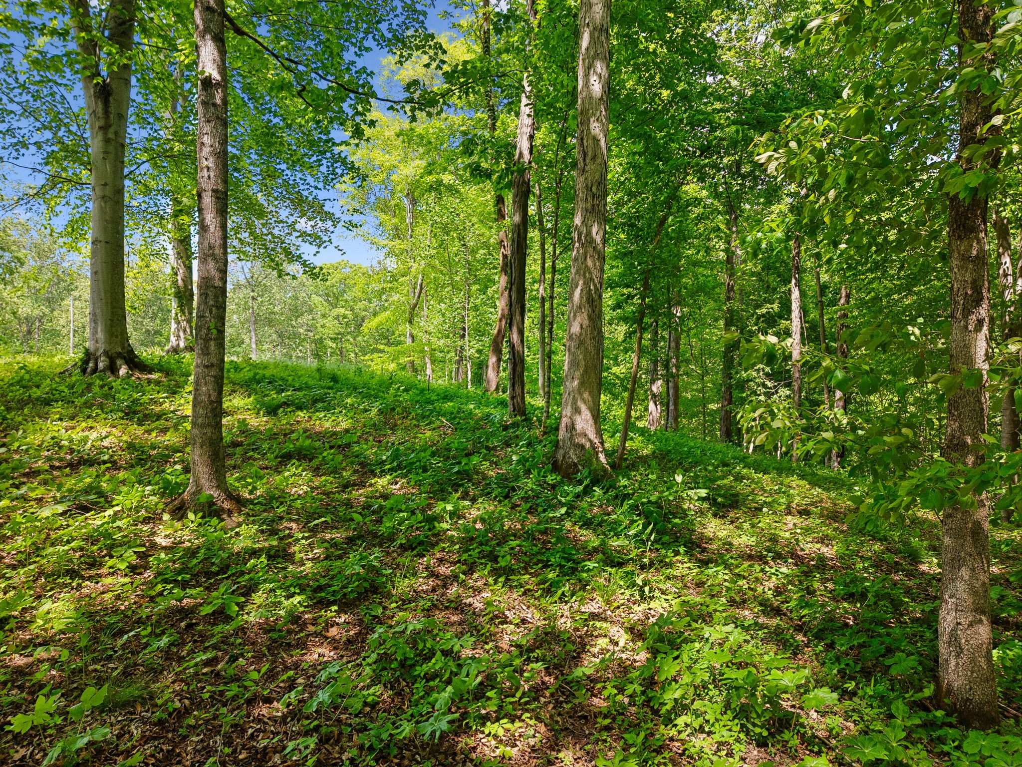0 Casparis Road Columbia, TN 38401 - Photo 18 of 22 a view of a lush green forest