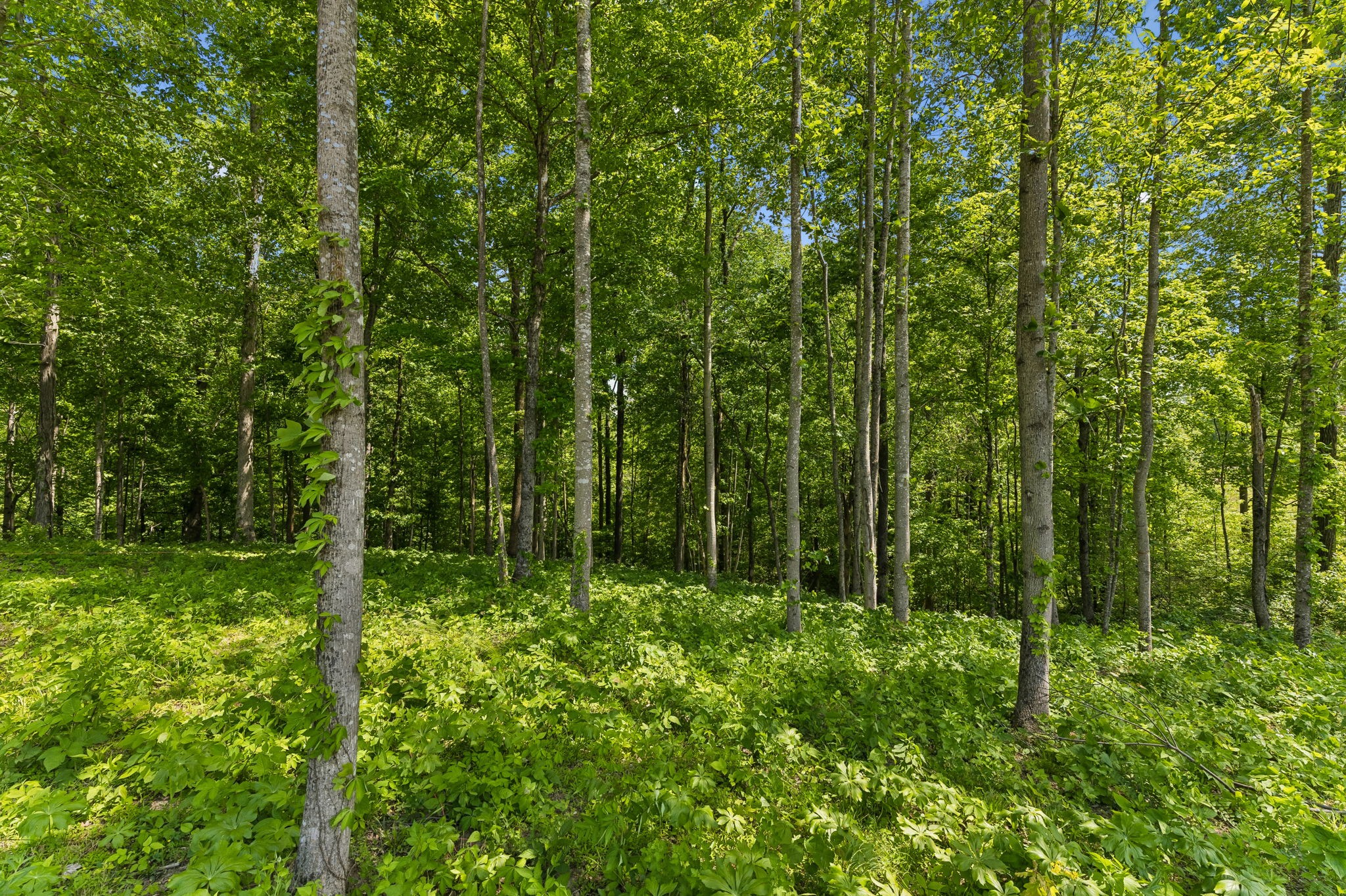 0 Casparis Road Columbia, TN 38401 - Photo 19 of 22 a view of lush green forest