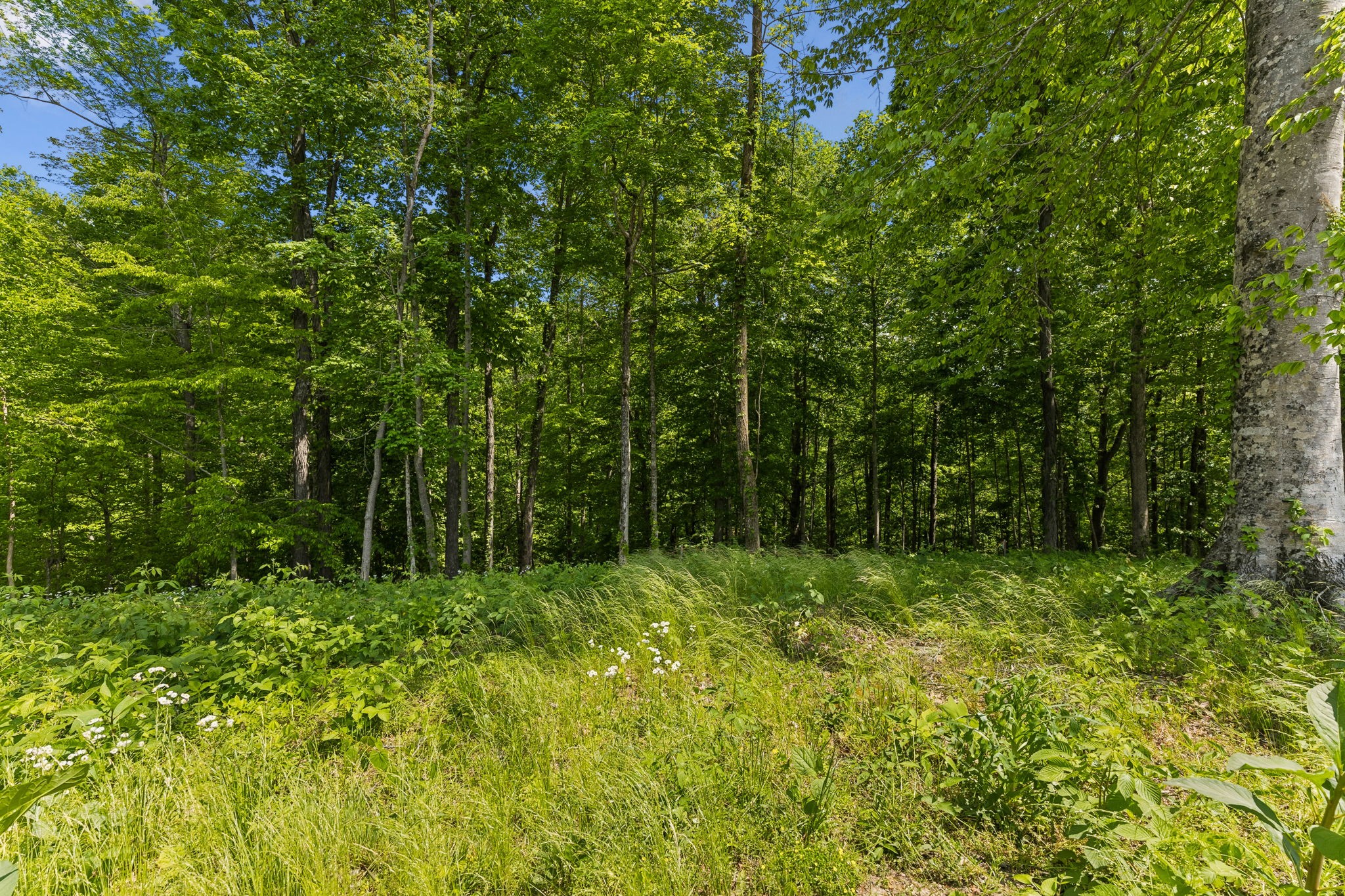 0 Casparis Road Columbia, TN 38401 - Photo 20 of 22 a view of outdoor space and green space