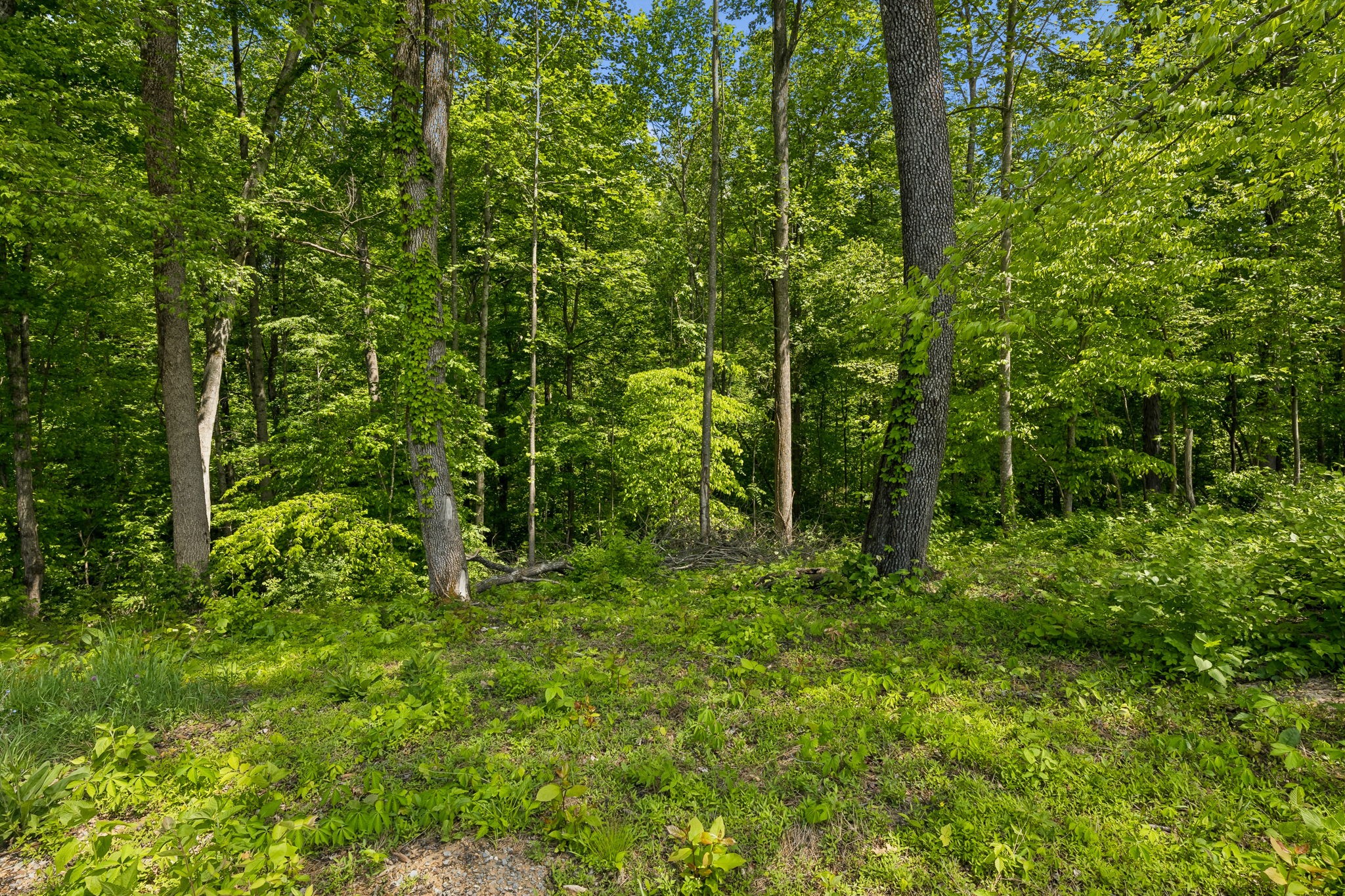 0 Casparis Road Columbia, TN 38401 - Photo 22 of 22 a view of a lush green forest
