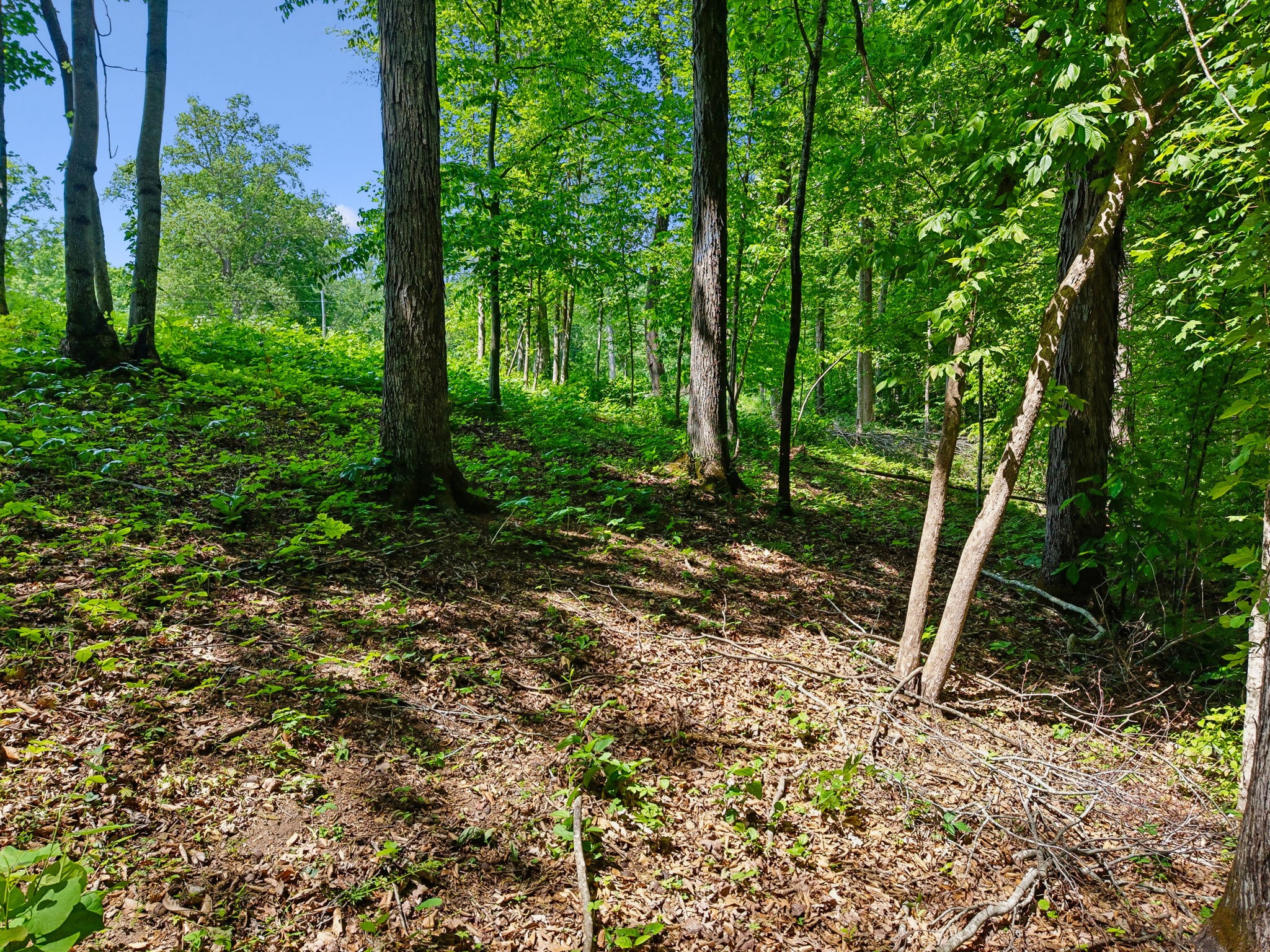 0 Casparis Road Columbia, TN 38401 - Photo 3 of 22 a view of a backyard