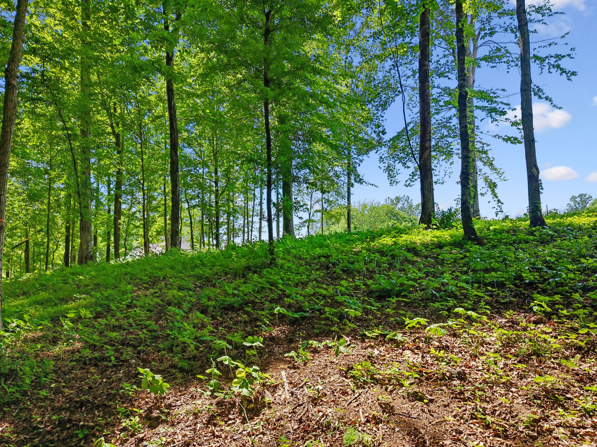 0 Casparis Road Columbia, TN 38401 - Photo 4 of 22 a view of lush green forest
