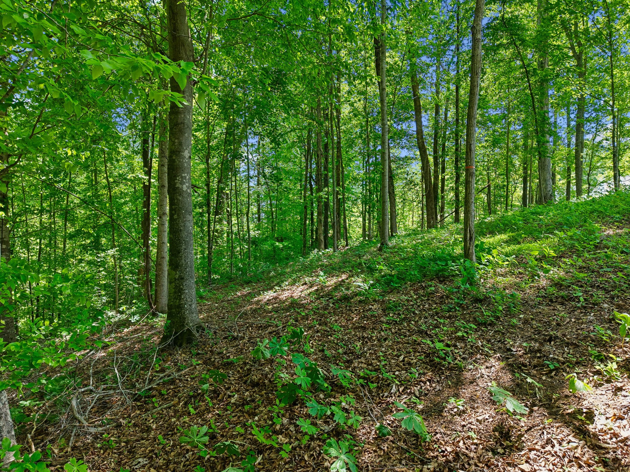 0 Casparis Road Columbia, TN 38401 - Photo 5 of 22 a view of forest