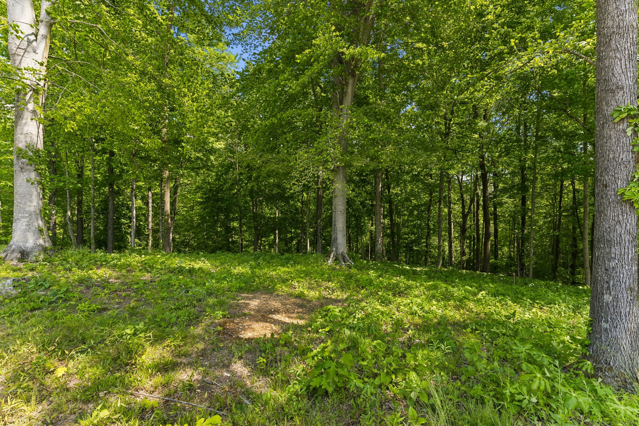 0 Casparis Road Columbia, TN 38401 - Photo 7 of 22 a big yard with lots of green space and trees