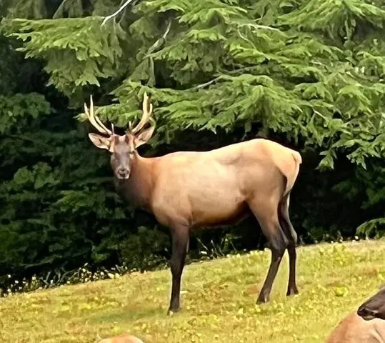 $625,000 | 15 Spruce, South Bend, WA 98586