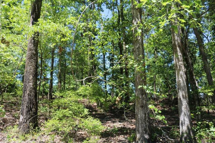 0 South Clark Road Kilmichael, MS 39747 - Photo 1 of 48 Photo 1