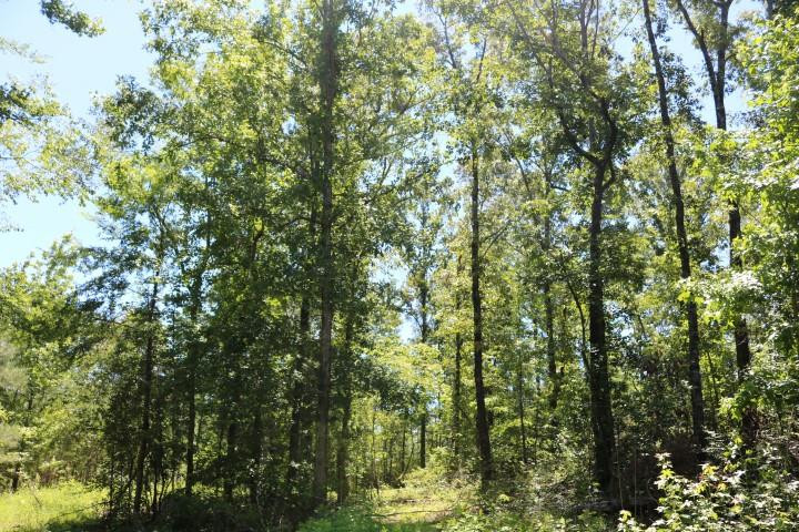 0 South Clark Road Kilmichael, MS 39747 - Photo 12 of 48 Photo 12