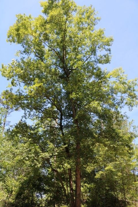 0 South Clark Road Kilmichael, MS 39747 - Photo 22 of 48 Photo 23