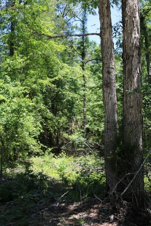 0 South Clark Road Kilmichael, MS 39747 - Photo 28 of 48 Photo 29