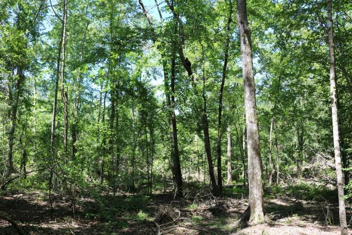 0 South Clark Road Kilmichael, MS 39747 - Photo 3 of 48 Photo 3
