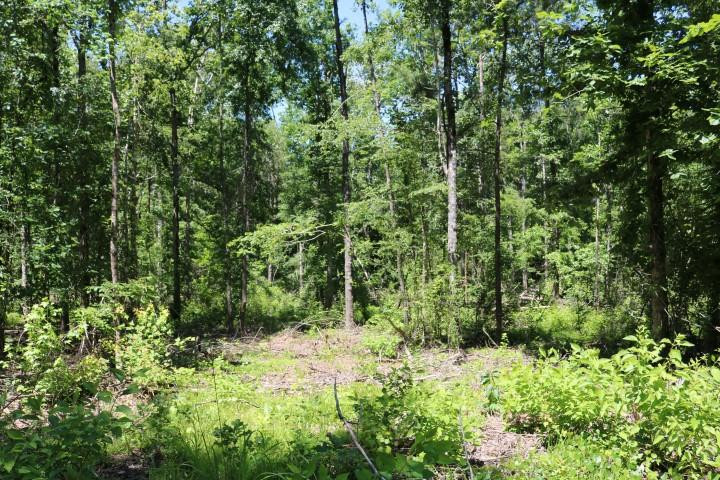 0 South Clark Road Kilmichael, MS 39747 - Photo 7 of 48 Photo 7