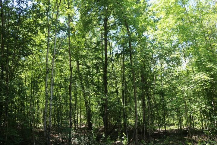 0 South Clark Road Kilmichael, MS 39747 - Photo 8 of 48 Photo 8