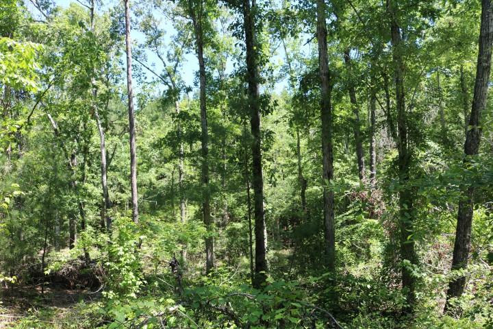0 South Clark Road Kilmichael, MS 39747 - Photo 9 of 48 Photo 9