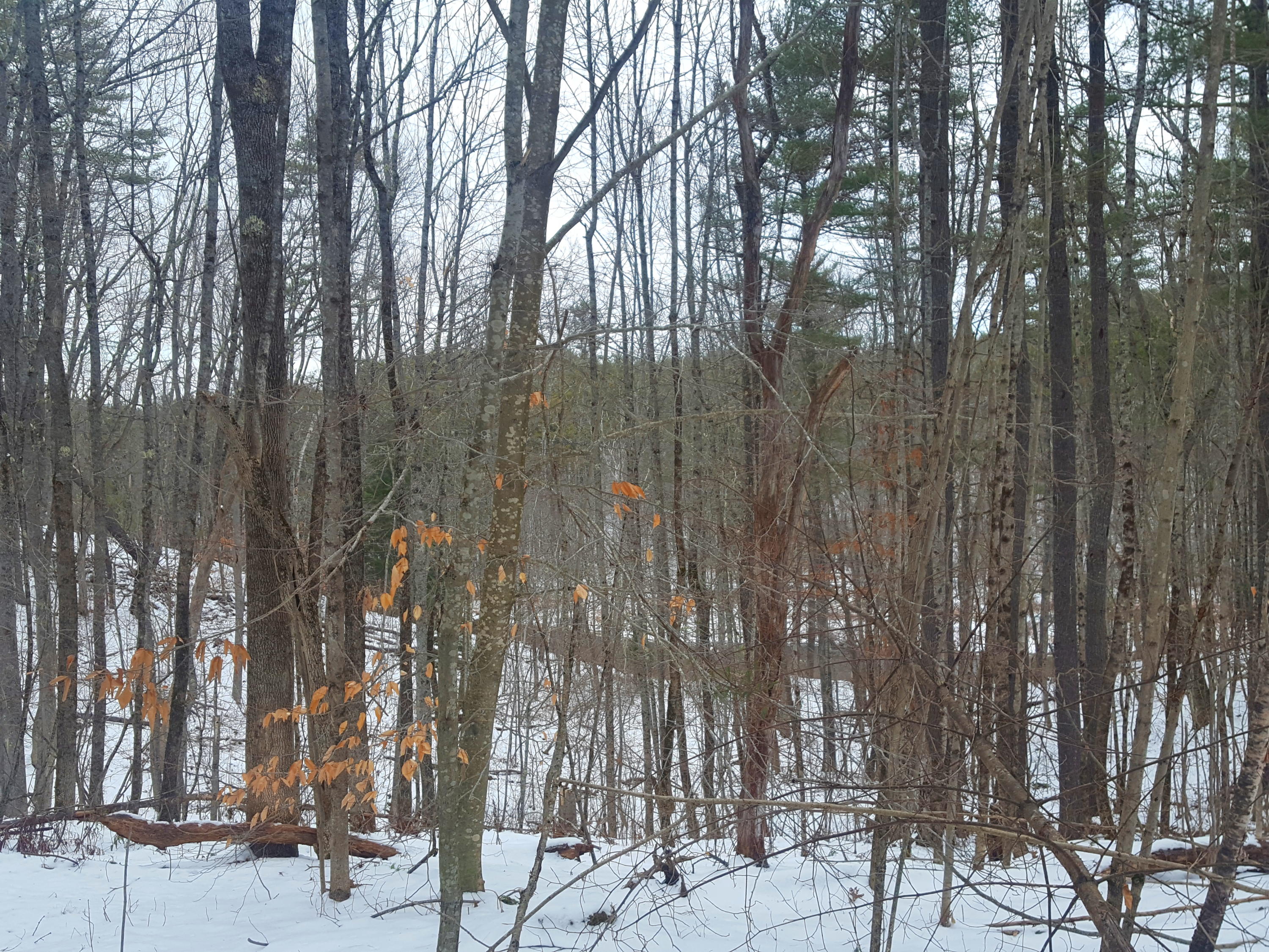 2200 Alna Road Alna, ME 04535 - Photo 10 of 59 20210112_110318