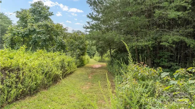 a view of a garden with plants and large trees