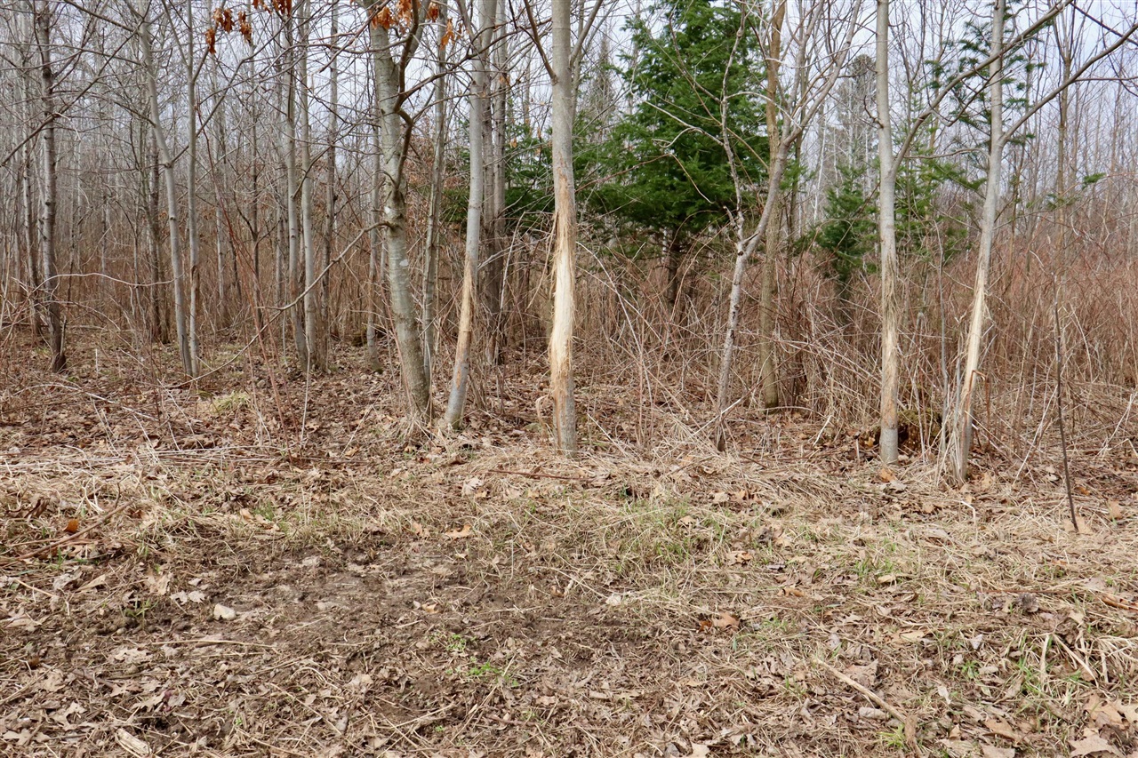 11048 Wilson Road Lake City, MI 49651 - Photo 52 of 89 Gallery Image 52