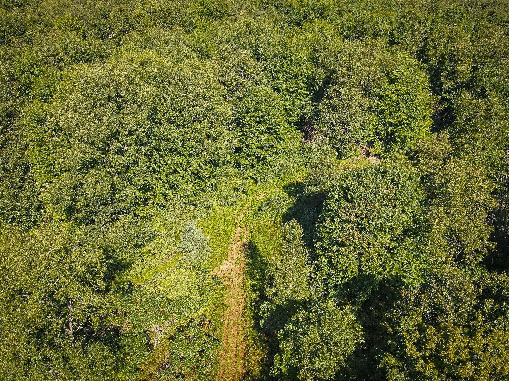 Parcel B North 168th Avenue Walkerville, MI 49459 - Photo 12 of 39 N 168th Ave