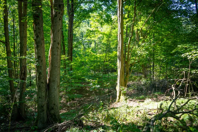 $124,000 | Parcel B North 168th Avenue, Walkerville, MI 49459