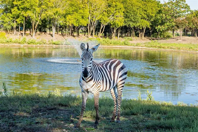 a yellow house with a big yard and large trees