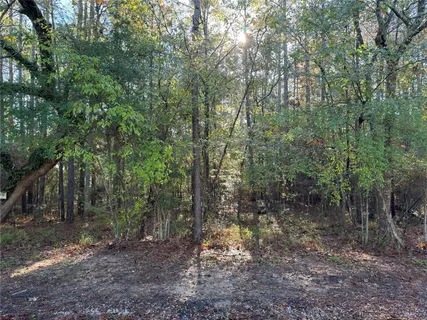 a view of a forest with trees in the background