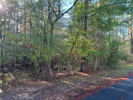 a view of a forest filled with trees