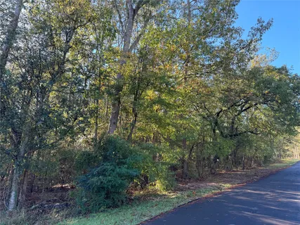 a view of a forest with trees