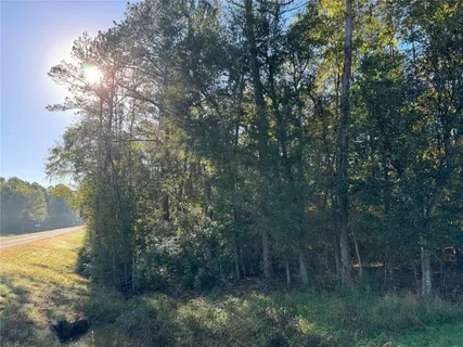 a view of a forest with trees in the background