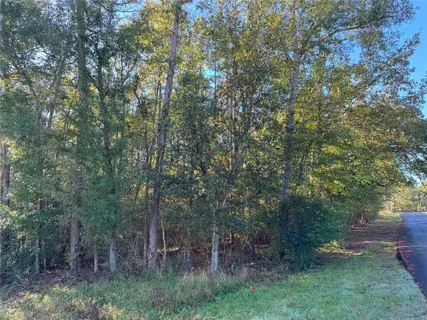 a view of a forest with trees in front of it