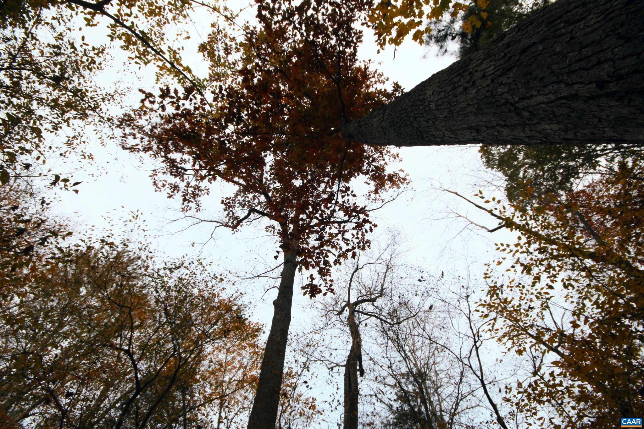 Tba Ridge Road, Unit 1 Arvonia, VA 23004 - Photo 11 of 50 a view of tree