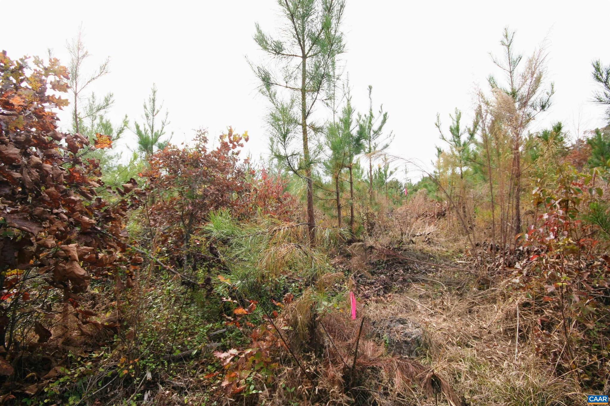 Tba Ridge Road, Unit 1 Arvonia, VA 23004 - Photo 20 of 50 a view of a yard with a tree
