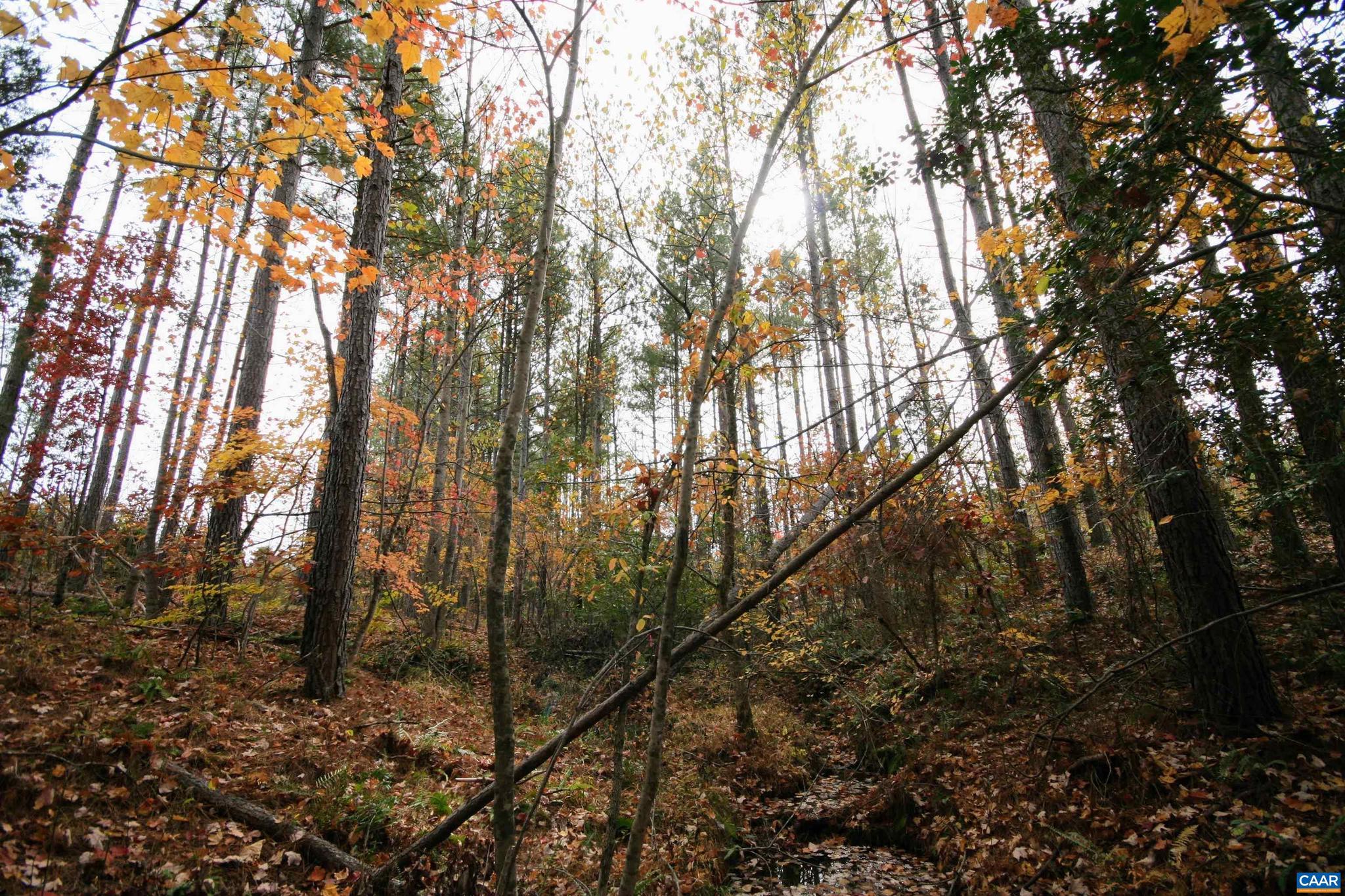 Tba Ridge Road, Unit 1 Arvonia, VA 23004 - Photo 23 of 50 a view of forest
