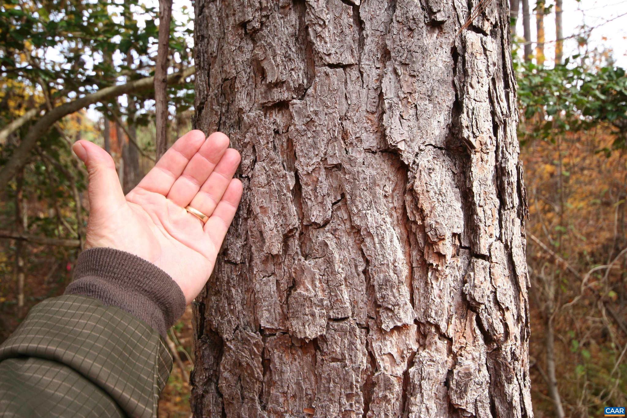 Tba Ridge Road, Unit 1 Arvonia, VA 23004 - Photo 25 of 50