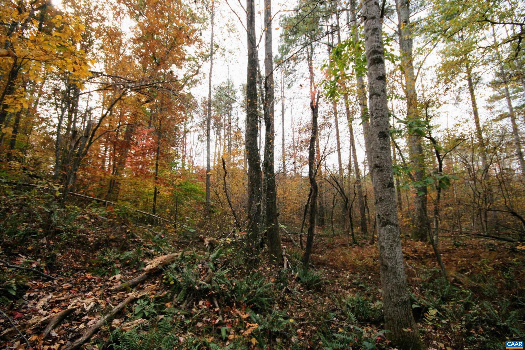 Tba Ridge Road, Unit 1 Arvonia, VA 23004 - Photo 6 of 50 a view of forest