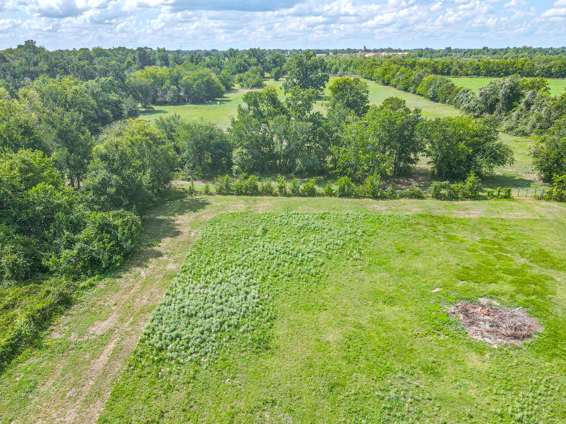 0 Buckskin Road Wallis, TX 77485 - Photo 6 of 6 This photo showcases a spacious, open plot of land with lush greenery and mature trees, offering a serene and natural setting. Ideal for building a home or enjoying outdoor activities, it provides a picturesque, peaceful environment.