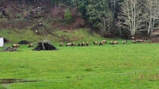 3217 North North Bank Road Otis, OR 97368 - Photo 12 of 18 Elk on Property