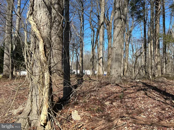 a view of a yard with trees