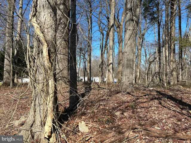 a view of a yard with trees