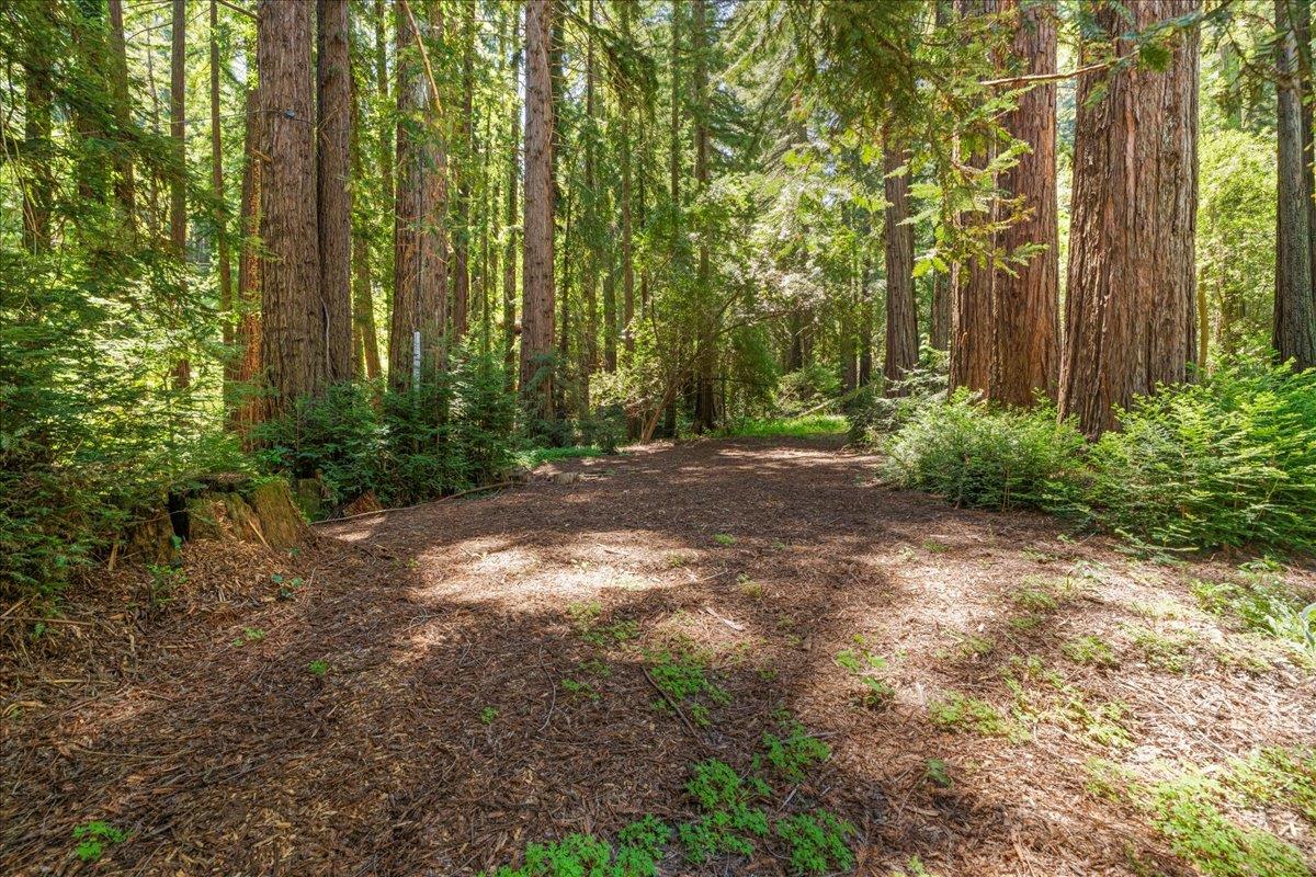 0 Grove Street Los Gatos, CA 95033 - Photo 4 of 15 a view of a yard with plants and large trees