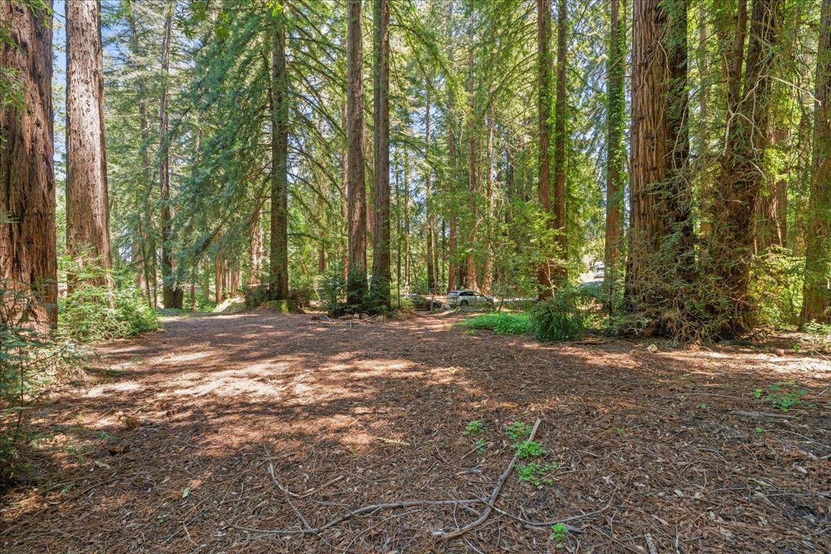 0 Grove Street Los Gatos, CA 95033 - Photo 5 of 15 a view of a forest with trees