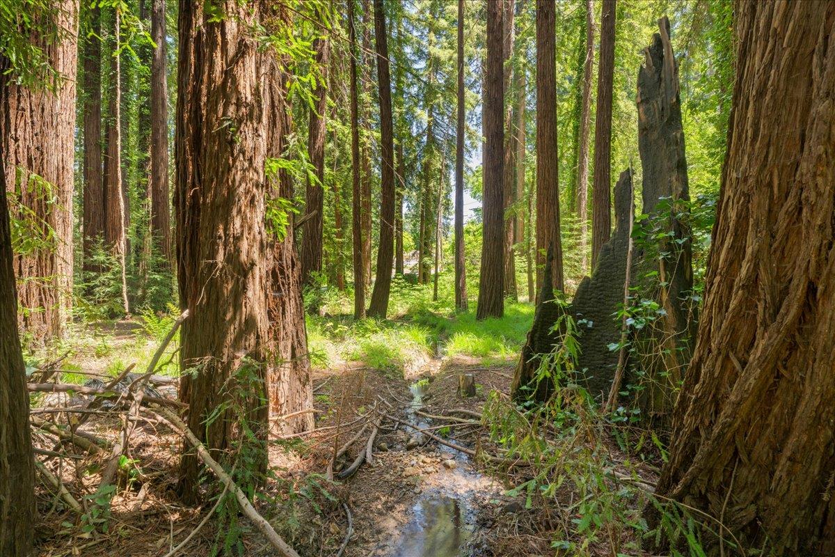 0 Grove Street Los Gatos, CA 95033 - Photo 8 of 15 a view of backyard of a house