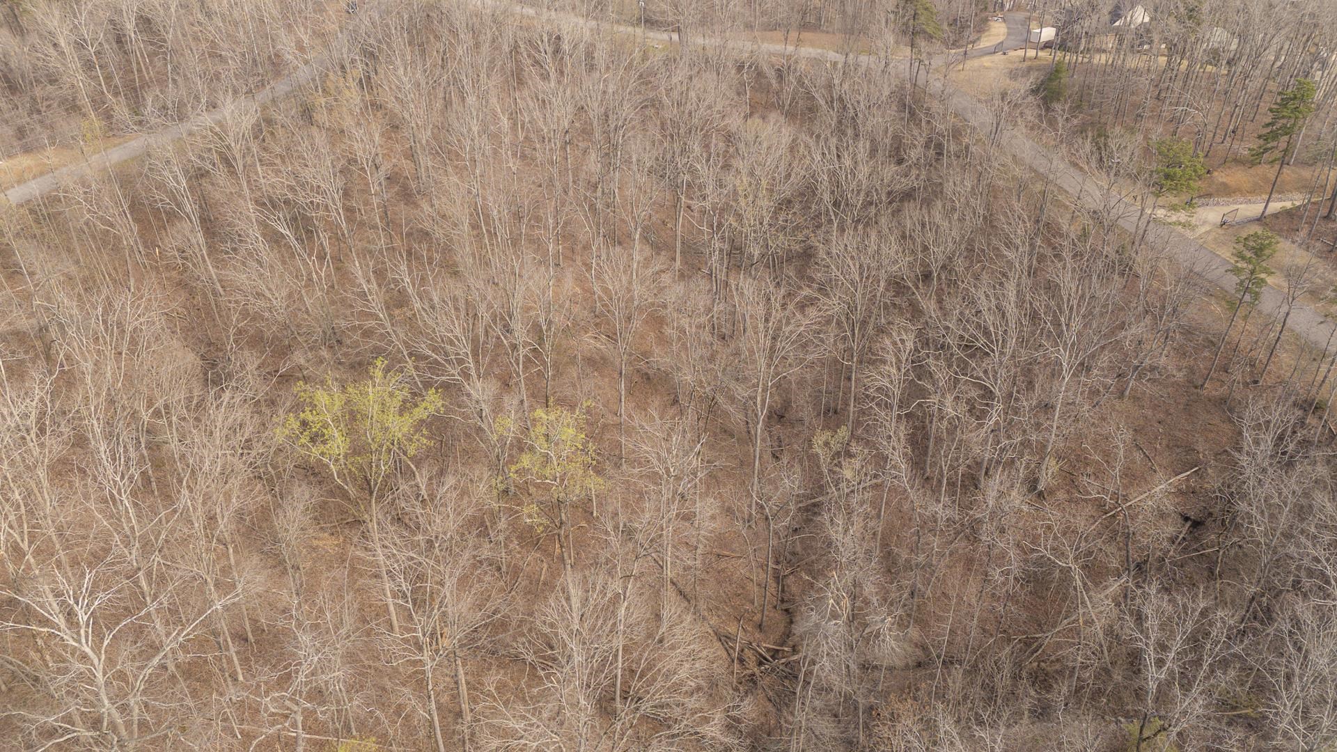 0 Quarry Holw Point Savannah, TN 38372 - Photo 12 of 34 a view of a dry yard