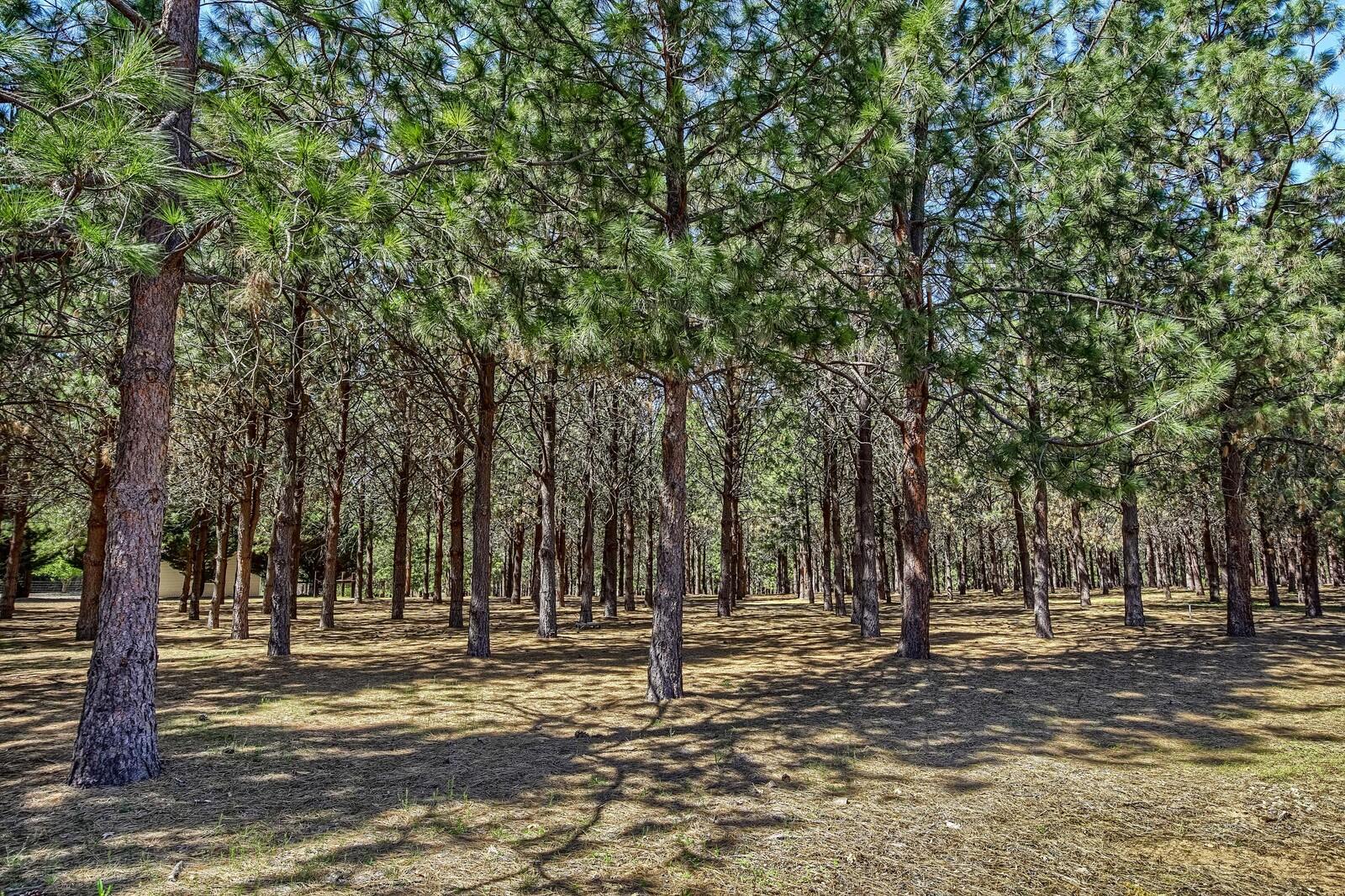 12300 Blackwell Road Central Point, OR 97502 - Photo 58 of 76 woods