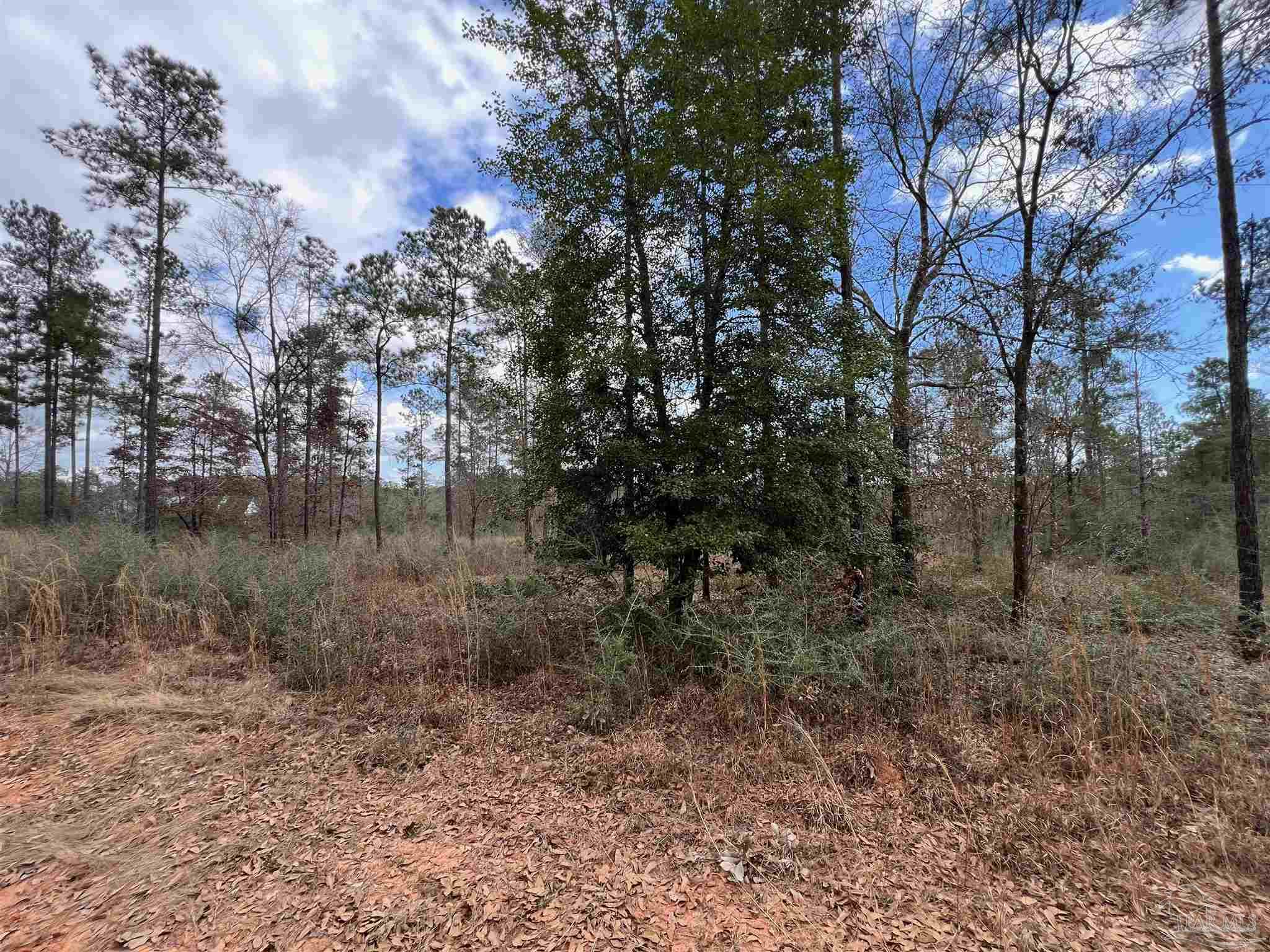 Lot 72 Cascade Drive Pace, FL 32571 - Photo 15 of 16 a view of a forest filled with trees