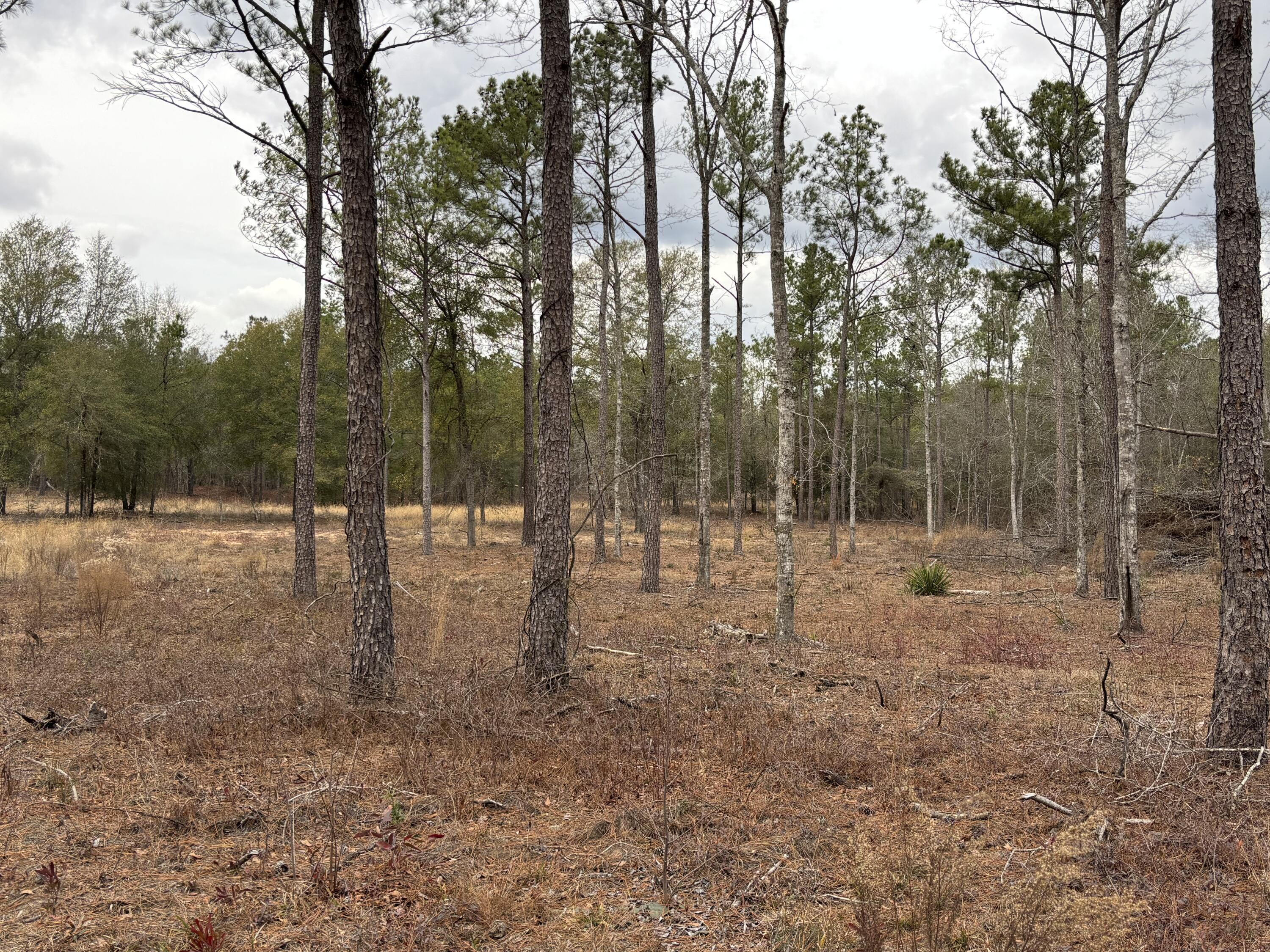 745 Wright Allen Road Hephzibah, GA 30815 - Photo 5 of 5 IMG_4144