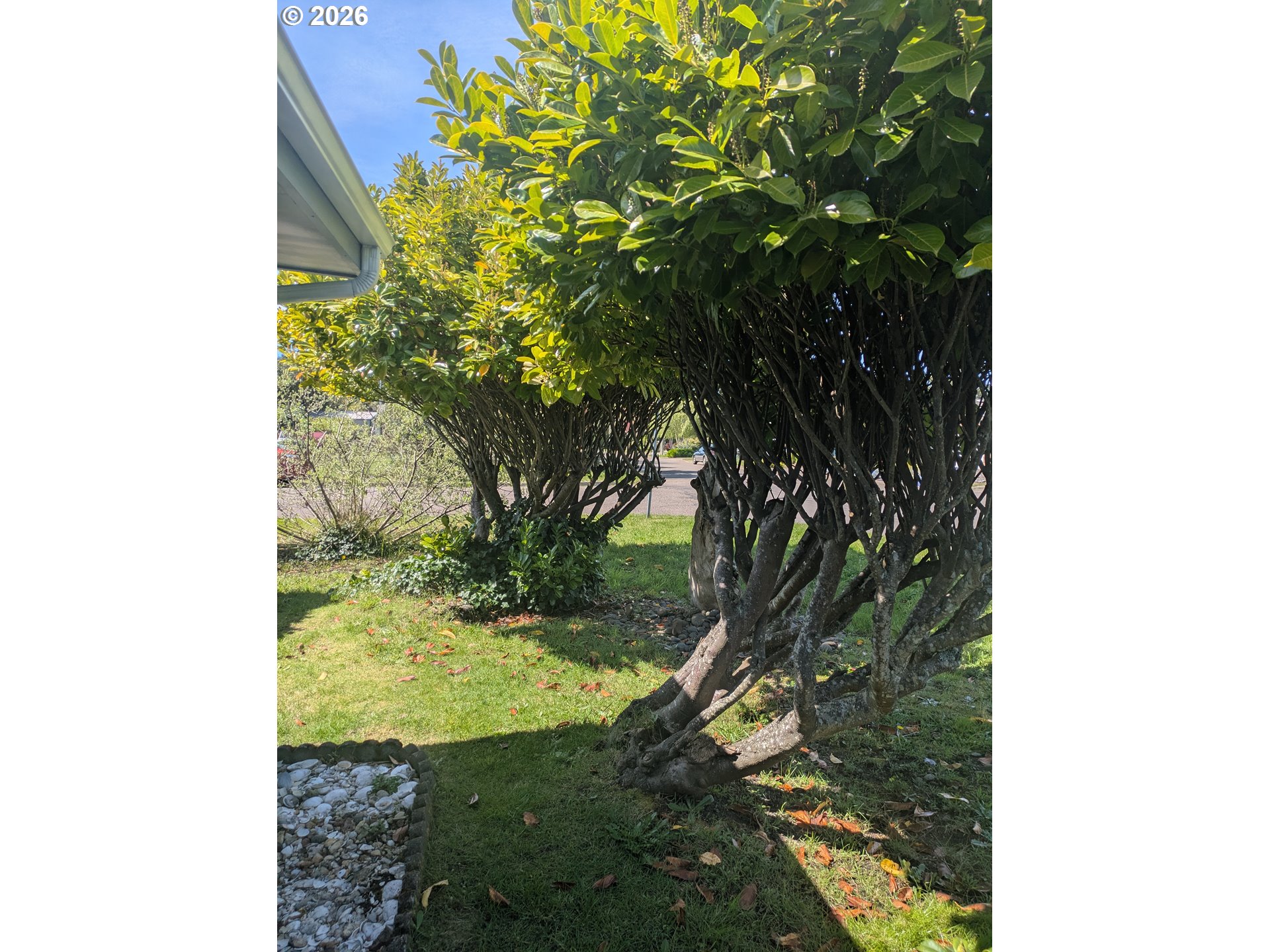 1116 7th Street Florence, OR 97439 - Photo 15 of 15 a backyard of a house